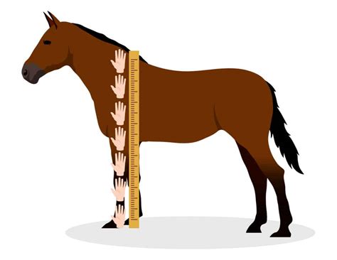 How Tall Is A Horse Full Guide Includes Breed Height Table