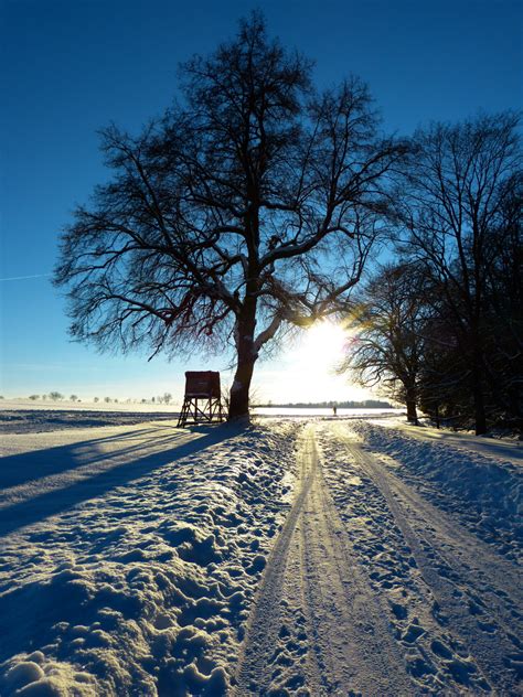 Fotoğraf Peyzaj Ağaç Doğa Kar Kış Güneş ışığı Sabah Don şafak Akşam Karanlığı Hava