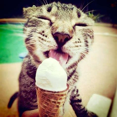 Cat Eating Ice Cream Cute Cats Funny Cats Funny Animals Cute Animals