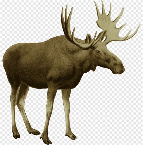 Moose Black Elk Wilderness White Tailed Deer Red Deer Reindeer Antler