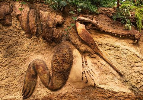 Fósiles De Dinosaurios En El Mundo ¿dónde Se Encuentran Ingeoexpert ®️