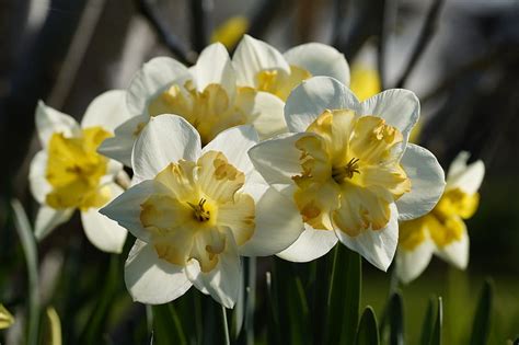Hd Wallpaper Daffodils Osterglocken Flowers Nature Narcissus
