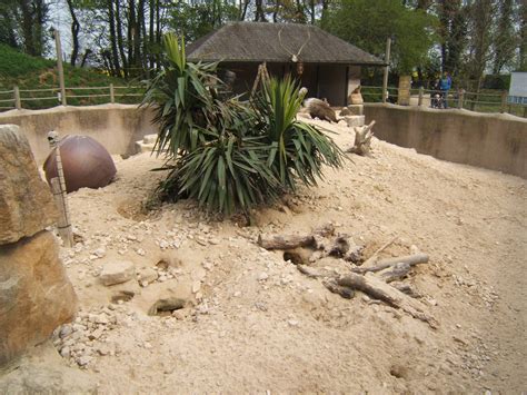 View Of Meerkat And Crested Porcupine Enclosure Zoochat