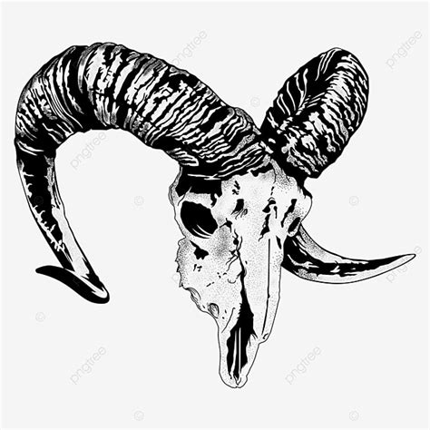 Ram Horn Vector Art Png Ram Skull And Horns Vector Skull Drawing