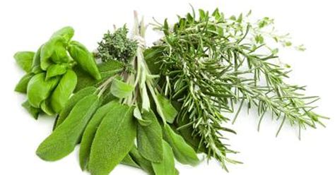 Herbal Remedies For Hyperhidrosis Livestrongcom