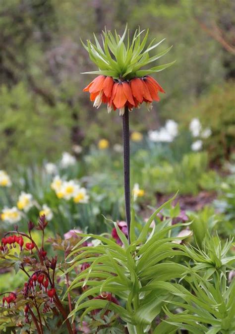And shade means an area doesn't get any direct sunlight or only early morning sun. Spring Bulbs for Shady Gardens
