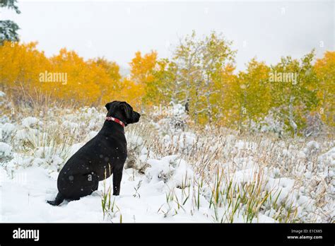 Black Labrador In Snow Hi Res Stock Photography And Images Alamy