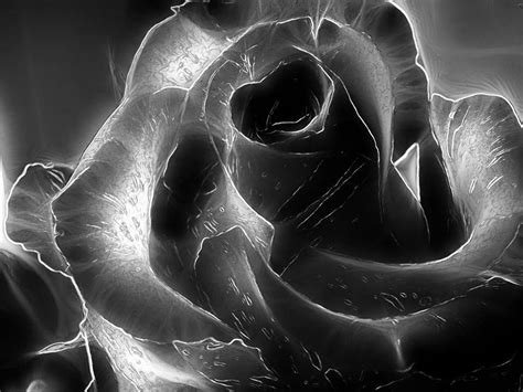 Black Roses Wallpaper Hd Flower Wallpaper Wallpaper Pictures 3d