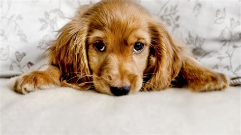 ‘puppy Dog Eyes Have Evolved To Appeal To Humans