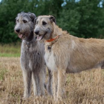 Be sure to watch your counters when an irish wolfhound comes home though. Irish Wolfhound Puppies | Irish wolfhound, Irish wolfhound ...