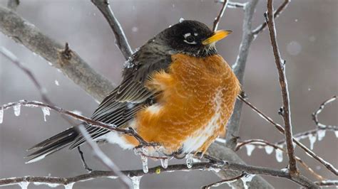 Adata Where Do Robins Go For Winter