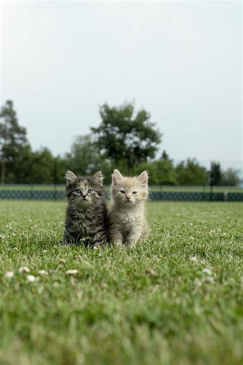 เลือก มุ่งเน้นการถ่ายภาพ สอง สีเทา สีน้ำตาล ลูกแมวเปอร์เซีย ลูก