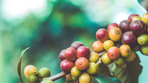 Growing Coffee Plants Kellogg Garden Organics