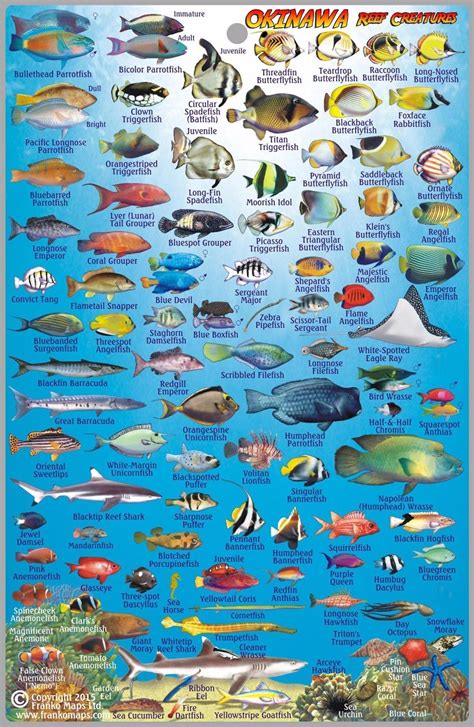 The Total Guide To Tropical Fish Infographic Artofit