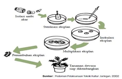 Detail Gambar Tahapan Kultur Jaringan Koleksi Nomer