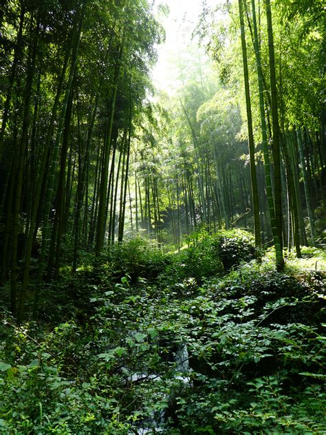 Moganshan The Bamboo Forest My Chinese Experience