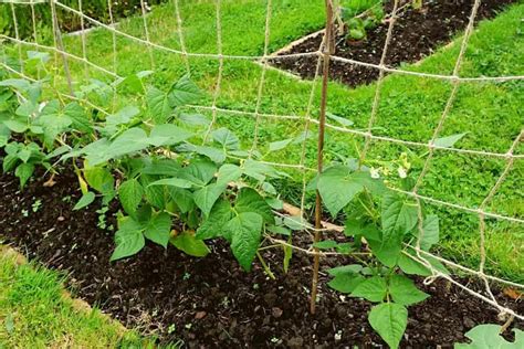 Green Bean Trellis How To Build One Grower Today