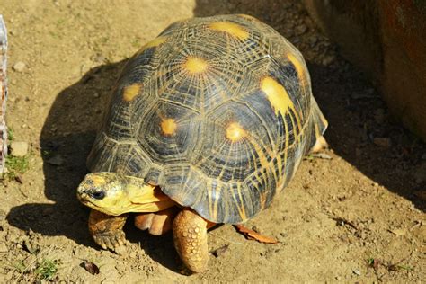 Best Beginner Pet Turtles and Tortoises | PetHelpful