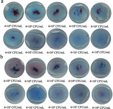 The Agglutination Test Results Of IgG Red SiNps And IgG Blue SiNps Download Scientific Diagram