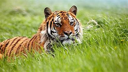 Tiger Siberian Resting