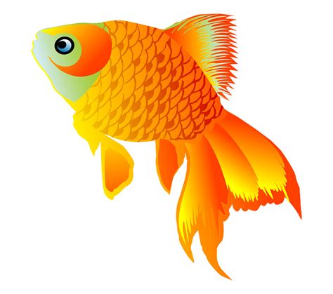 Goldfish Png Transparent Image Download Size 800x708px