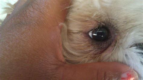 My Poor Dog Has Some Swelling And Redness Under His Eye Socket Its Red