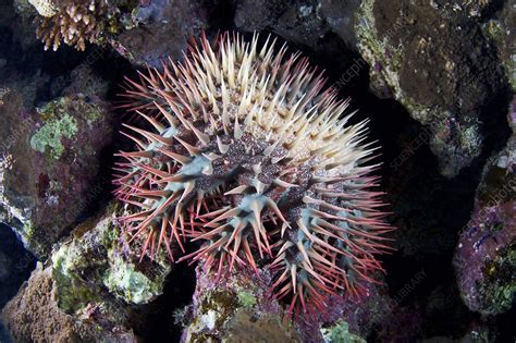 Scientists have studied the fossils of cots and have come to understand that these creatures have been residing in earth's oceans for several million. Crown-of-thorns starfish - Stock Image - C014/9609 ...