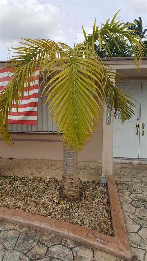 How To Save These Dying Palms Discussing Palm Trees Worldwide Palmtalk