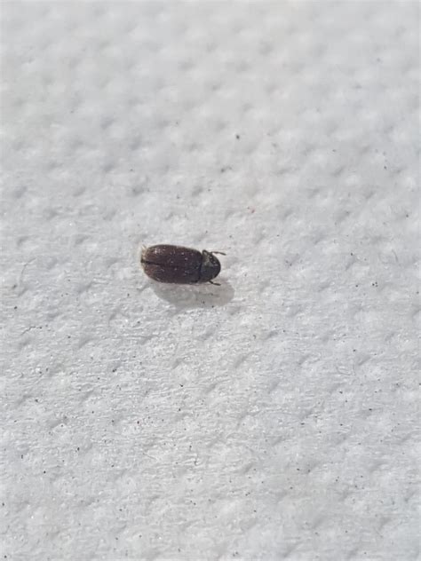 Natureplus Please Help Id These Small Black Flying Bugs On Window Sill