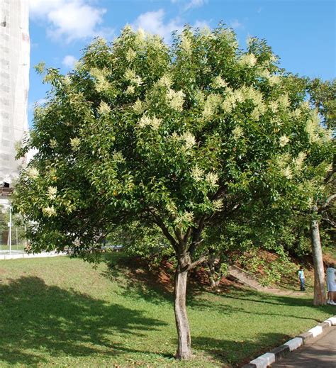 Los Mejores árboles De Sombra Y Con Poca Raíz Para Jardín Jardineria On