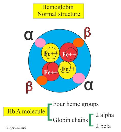 Structure Of Hemoglobin
