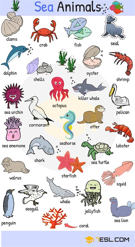 Sea Animals Water Ocean And Sea Animal Names With Images • 7esl