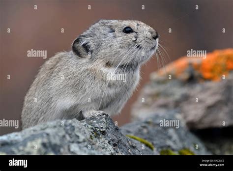 Collared Pika Ochotona Collarissits On Rockdenali National Park