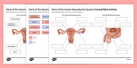 The Female Reproductive System Worksheet Answer Key Worksheet