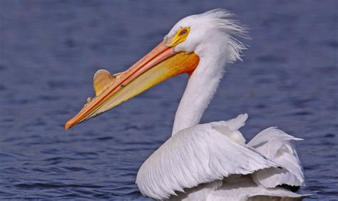 Pelicans Flock To Preserves Forest Preserve District Of Will County