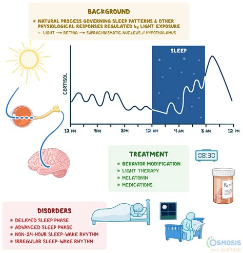 Circadian Rhythm What Is It How It Works Why Its Important And More Osmosis