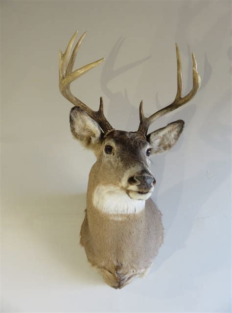 Whitetail Deer Shoulder Mount W 128m Mounts For Sale