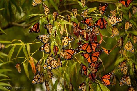Migration Monarch Butterfly Migration At Ottawa Wildlife R Flickr