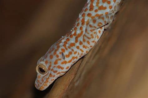 Tokay Gecko Care Guide As Pets With Pictures