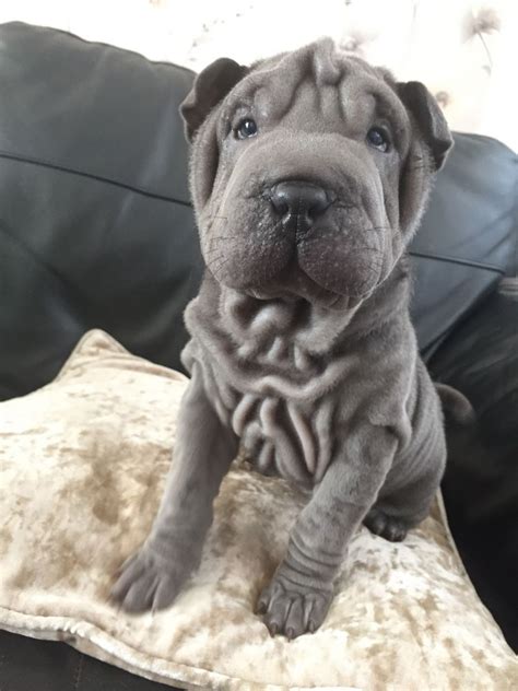 Toy shar pei are available in various types and collections such as household pets, marine animals and endangered animals. https://apdyfrig.com/wp-content/uploads/2018/04/miniature ...