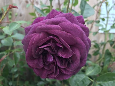 Ebb Tide Floribunda Rose Rose Rosebush Every Rose