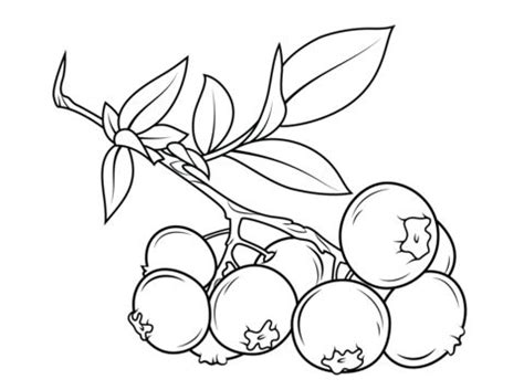 Printable blueberry coloring page with fun fact. Blueberry branch coloring page from Blueberry category ...