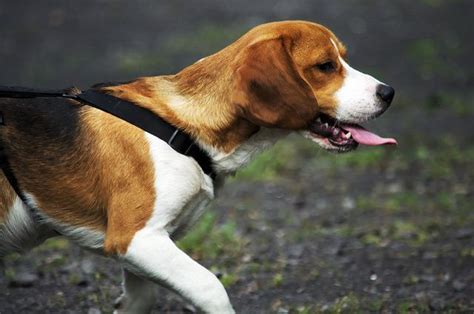 Beagle Information Dog Breeds At Thepetowners Dog Breeds Most