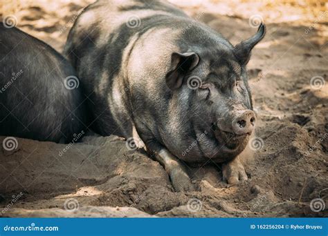 Large Black Pig In Farm Household Pig Enjoys Relaxing In Dirt Large