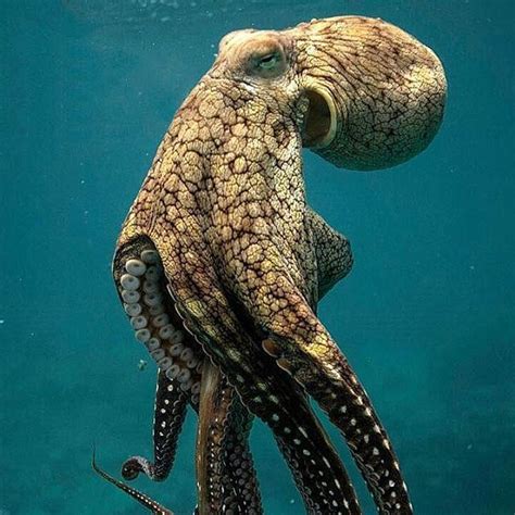 Giant Octopus Amazing They Say Octopuses A Weird Word Are So