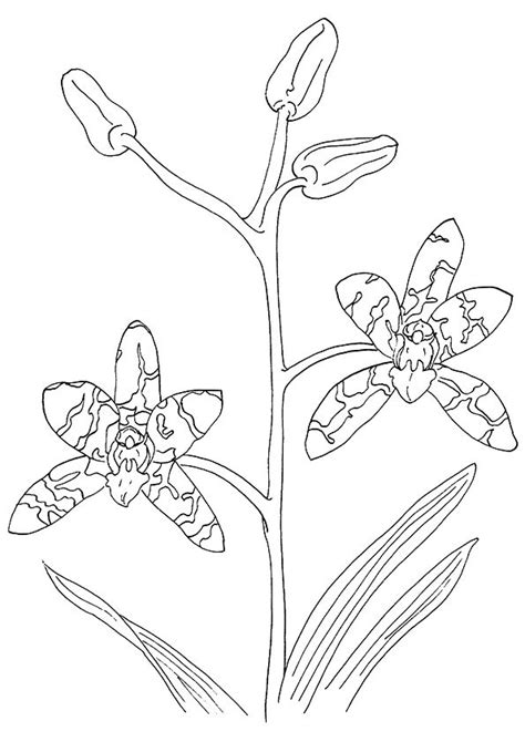Check out our orchid coloring book selection for the very best in unique or custom, handmade pieces from our coloring books shops. Orchid Coloring Pages - Best Coloring Pages For Kids in ...
