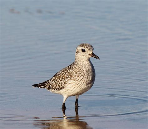 A Lovely Black Bellied Plover In The Spring When These Birds Are In