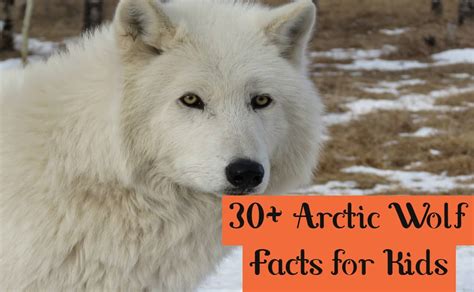 30 Incredible Facts About The Arctic Wolf Kids Must Know