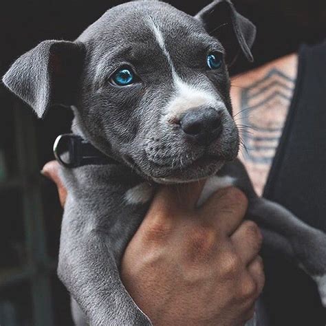 The Sweetest Blue Eyed Puppy Pitbulls Puppies With Blue Eyes Cute