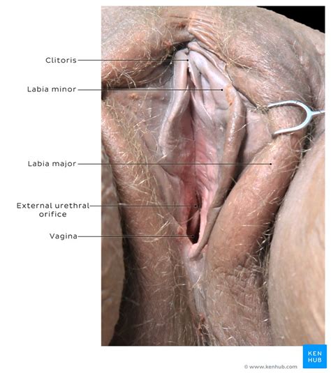 #интимные татуировки #тату на #интимных местах. Vagina: Anatomy and clinical notes | Kenhub